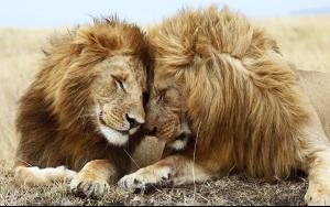 lions_pair.jpg