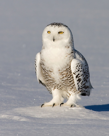 snowy_owl_rachel_b-2.jpg