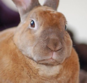 rabbit-big.thumb.jpg.f32e35db52a38afdd211190804e6a209.jpg