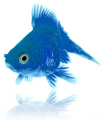 BIGbluGoldFishy's avatar