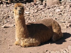 015 20120515 Ccaccaccollo Communit.JPG