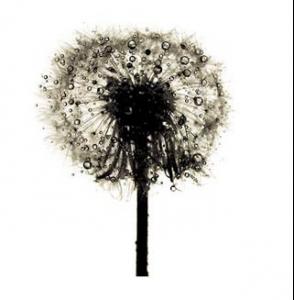penn-dandelion.jpg