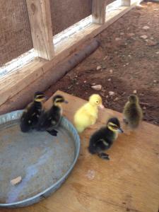 post-60413-0-20774900-1397940692_thumb.j