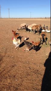 post-60413-0-48925000-1397940728_thumb.j