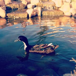 post-60413-0-49279600-1397940781_thumb.j