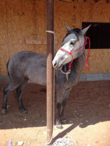 post-60413-0-18800600-1430593540_thumb.j