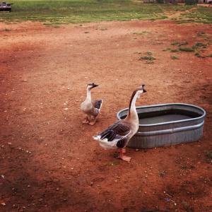 post-60413-0-25190100-1430595226_thumb.j