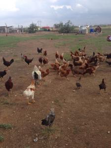 post-60413-0-41881600-1430593661_thumb.j