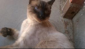 post-60413-0-92018400-1430595077_thumb.j