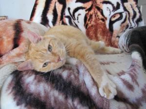 post-50747-0-38514400-1372596148_thumb.j