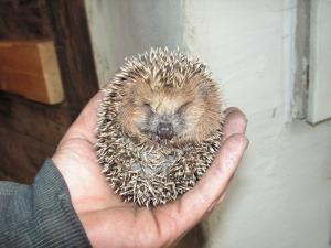 post-3761-0-21285500-1379528204_thumb.jp