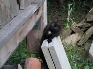 post-3761-0-32590800-1379528065_thumb.jp