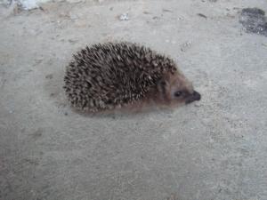 post-3761-0-42565300-1379528223_thumb.jp