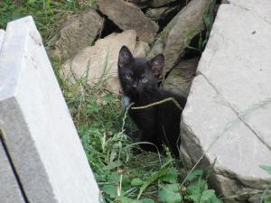 post-3761-0-67473800-1379528055_thumb.jp