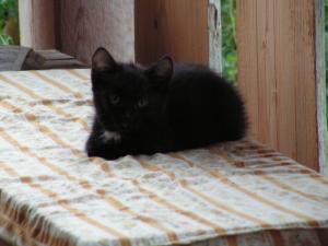 post-3761-0-77638700-1379528045_thumb.jp