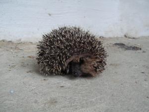 post-3761-0-80983800-1379528213_thumb.jp