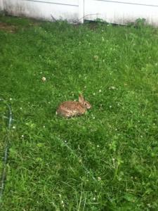 post-2904-0-07224800-1381193711_thumb.jp