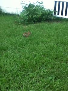 post-2904-0-21741700-1381193713_thumb.jp