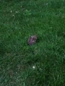 post-2904-0-94049200-1381193714_thumb.jp