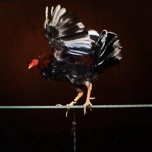 post-87848-0-75115100-1414571391_thumb.j