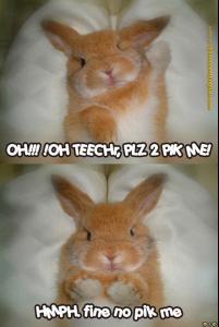 funny_bunny_raising_hand.jpg