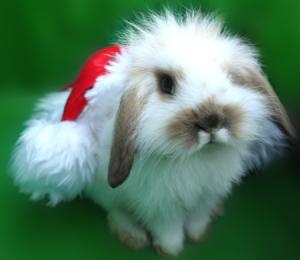 santa_bunny.jpg