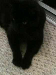 post-56515-0-51245300-1383803717_thumb.j