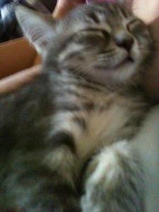 post-56515-0-68823700-1383803759_thumb.j