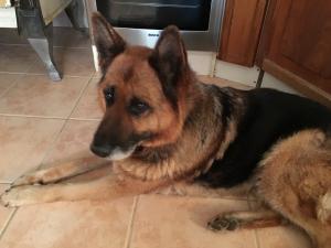 IMG_0556.thumb.JPG.a46eb2a98fc9a81f97b4c