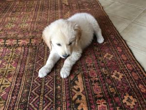 IMG_0559.thumb.JPG.ce18858902e45431764bf