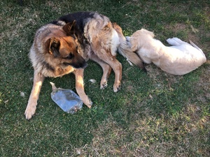 image.thumb.jpeg.0ddbb7b86f1cca6dcec047e