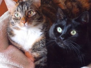 loulous.thumb.jpg.84278707378e2cc31ea4c9