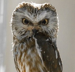 MRH (My Royal Highness)'s avatar