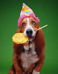 Blackhillforest's avatar