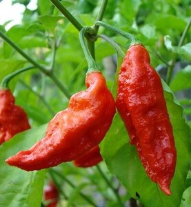 chili_seeds_bhut_jolokia.jpg