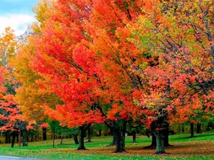 Sonoma County, California.jpg