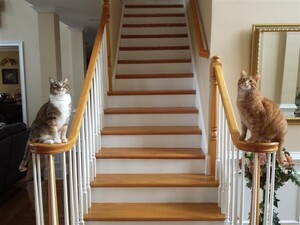 112898518_2catsonstairrails800x600.thumb.jpg.9682837ff0b3c672de1e0204aaf36f85.jpg