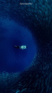 [2024.06.09] carmellarose_3386770998995885070.jpg