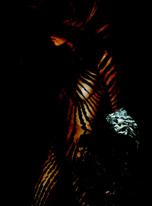 Testino_Roberto_Cavalli_Fall_Winter_2001_02_15.thumb.png.52c4d69f76b08f2ac64ef9f8cdb690c0.png