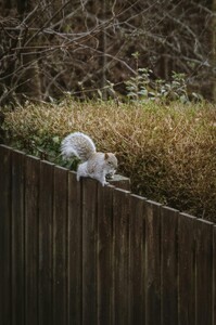 free-photo-of-grey-squirrel-on-fence-in-scottish-garden.jpeg
