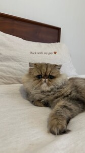 Carmella Rose - Instagram [2025.01.25] Cat.jpg