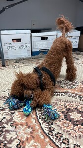 Daniela Melchoir - Instagram [2025.08.25] Dog.jpg