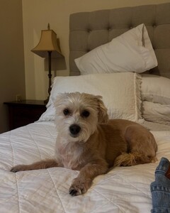 Elizabeth Turner - Instagram [2025.08.04] Dog.jpg