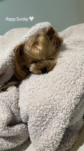 Hailee Steinfeld - Instagram [2025.02.16] Dog.jpg