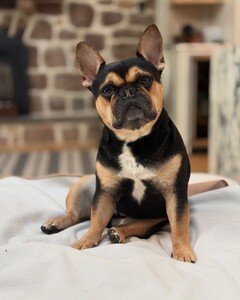 Jillian Mele - Facebook [2025.04.24] Levi 1.jpg