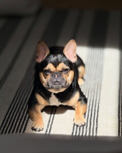 Jillian Mele - Facebook [2025.04.24] Levi 3.jpg