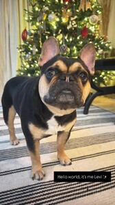 Jillian Mele - Instagram [2024.12.20] Levi.jpg