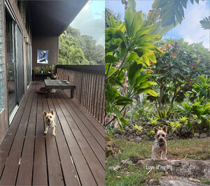 Megan Batson - Instagram [2025.08.28] Dog.jpg