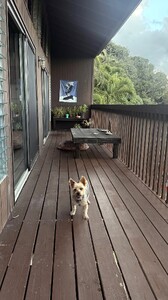 Megan Batson - Instagram [2025.08.28] Dog 1.jpg