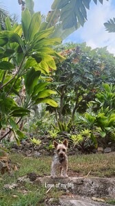 Megan Batson - Instagram [2025.08.28] Dog 2.jpg